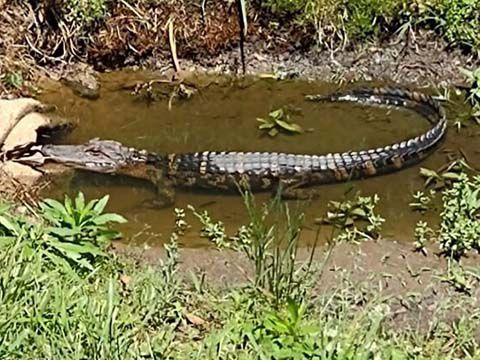 Where did 3-foot alligator captured near Concord daycare come from?