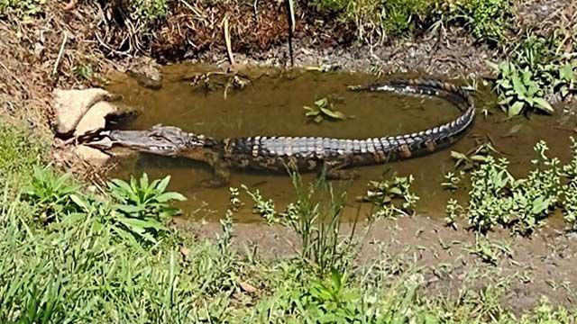 Where did 3-foot alligator captured near Concord daycare come from?